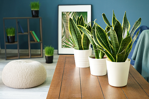 AdobeStock_241550103_snake_plant_vignette.jpg